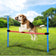 maxxpro Agility Spring Stick - Set Agility für Hunde 47432 – Einheitsgröße